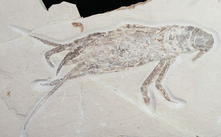 Huge Cretaceous Lobster Fossil - #8934
